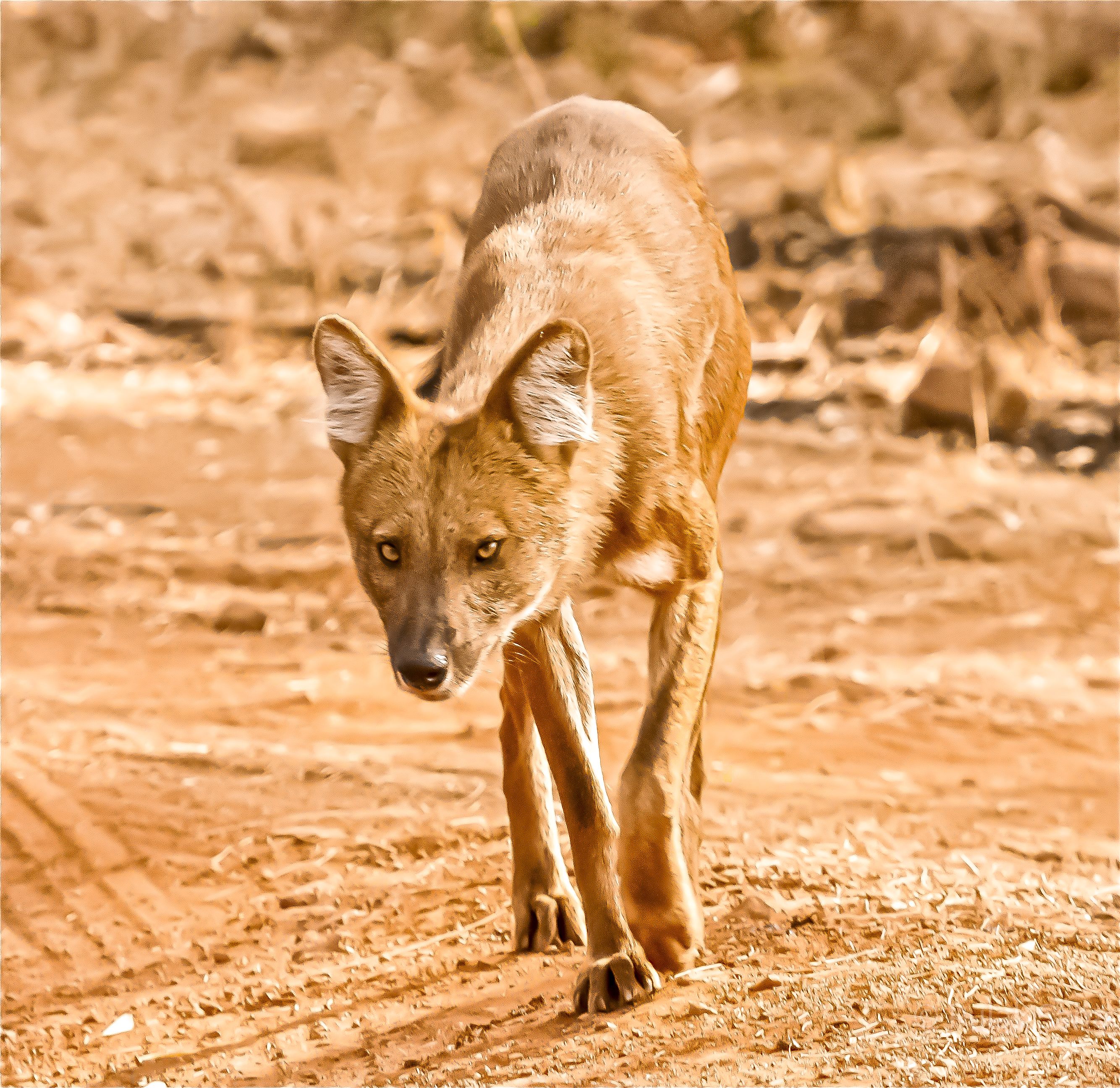Wild dog eyeing prey